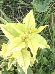 Acer ginnala