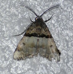Cobubatha dividua