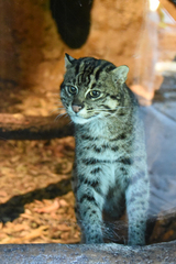 Prionailurus viverrinus