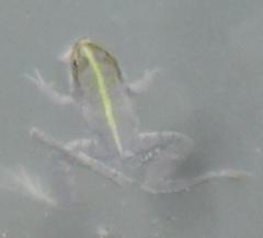 Pelophylax bedriagae