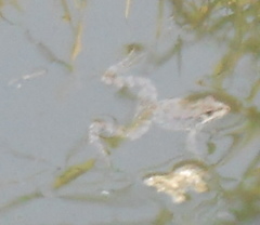 Pelophylax bedriagae