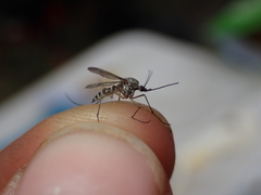 Aedes