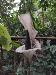 Amorphophallus paeoniifolius
