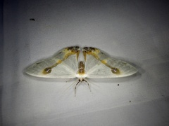 Macrocilix mysticata