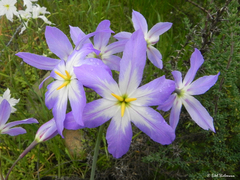 Leucocoryne coquimbensis