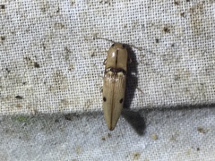 Elateridae