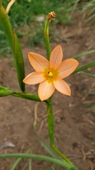 Moraea miniata
