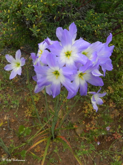 Leucocoryne coquimbensis