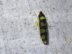 Cicadellinae