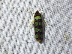Cicadellinae