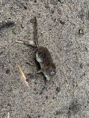 Sorex cinereus
