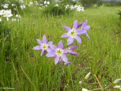 Leucocoryne coquimbensis