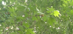 Angiospermae