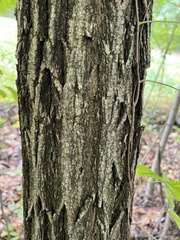 Castanea dentata