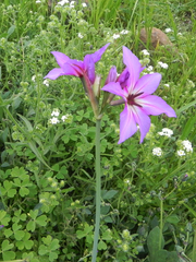 Leucocoryne coquimbensis