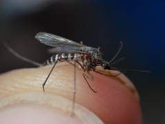 Aedes