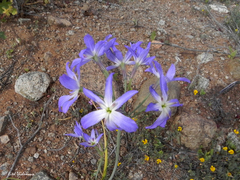 Leucocoryne coquimbensis