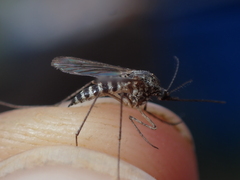 Aedes