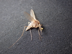 Culicinae