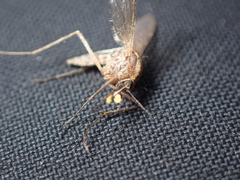 Culicinae