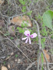 Pelargonium crispum