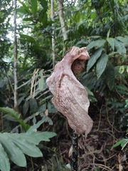 Amorphophallus paeoniifolius