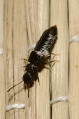 Anotylus rugosus
