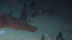 Aulostomus strigosus