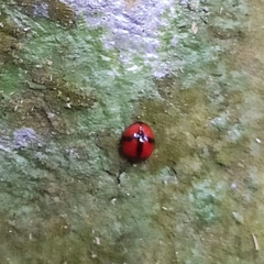 Coelophora inaequalis