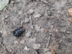 Anoplotrupes stercorosus