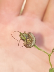 Pyrrhia aurantiago