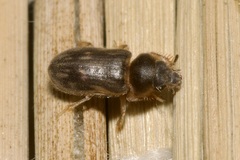 Heterocerus fenestratus