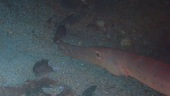 Aulostomus strigosus