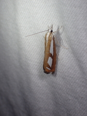 Catoptria latiradiellus