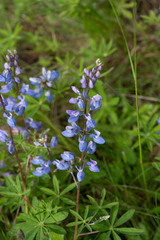 Lupinus arcticus