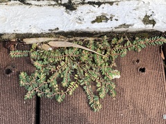 Euphorbia thymifolia