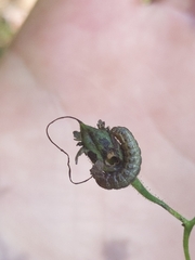 Pyrrhia aurantiago