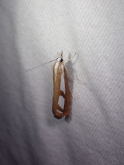 Catoptria latiradiellus