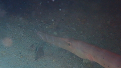 Aulostomus strigosus