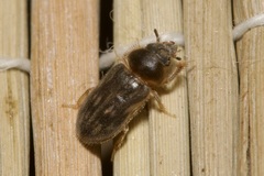 Heterocerus fenestratus