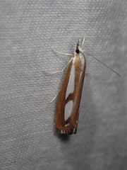 Catoptria latiradiellus