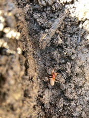 Dysdera crocata