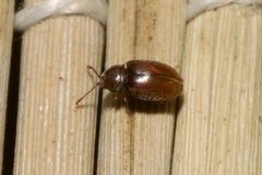 Atomaria