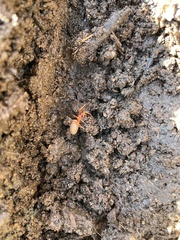 Dysdera crocata