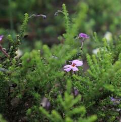Jamesbrittenia microphylla