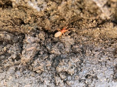 Dysdera crocata