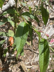 Persicaria extremiorientalis