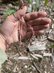 Persicaria extremiorientalis