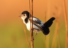 Alectrurus tricolor