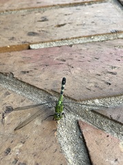 Erythemis simplicicollis